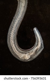 Hookworm Under The Microscope