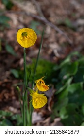 Hoop petticoat daffodil (Narcissus bulbocodium) yellow flowers blooming