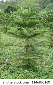 Hoop Pine Or Araucaria Cunninghamii, Colonial Pine, Moreton Bay, Richmond River, Dorrigo