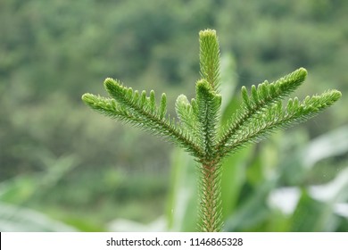 Hoop Pine Or Araucaria Cunninghamii, Colonial Pine, Moreton Bay, Richmond River, Dorrigo