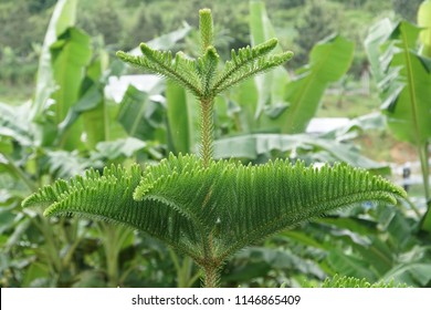 Hoop Pine Or Araucaria Cunninghamii, Colonial Pine, Moreton Bay, Richmond River, Dorrigo