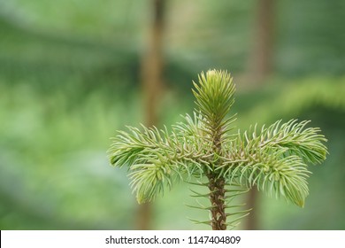 Hoop Pine Or Araucaria Cunninghamii, Colonial Pine, Moreton Bay, Richmond River, Dorrigo