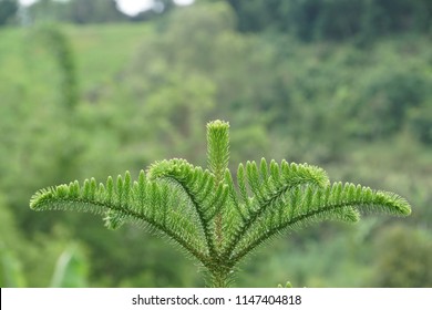 Hoop Pine Or Araucaria Cunninghamii, Colonial Pine, Moreton Bay, Richmond River, Dorrigo