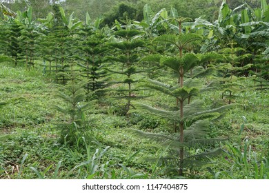 Hoop Pine Or Araucaria Cunninghamii, Colonial Pine, Moreton Bay, Richmond River, Dorrigo