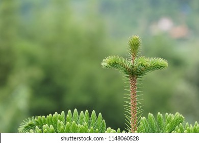 Hoop Pine Or Araucaria Cunninghamii, Colonial Pine, Moreton Bay, Richmond River, Dorrigo