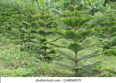 Hoop Pine Or Araucaria Cunninghamii, Colonial Pine, Moreton Bay, Richmond River, Dorrigo