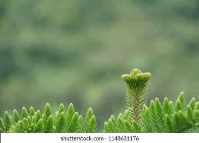 Hoop Pine Or Araucaria Cunninghamii, Colonial Pine, Moreton Bay, Richmond River, Dorrigo