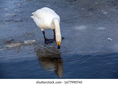 Hooper Swan Standing On Ice Getting A Drink Of Water With Reflection.