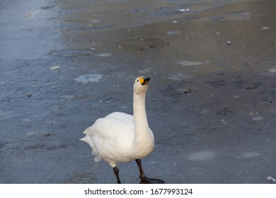 Hooper Swan Standing On Ice And Looking Upwards.