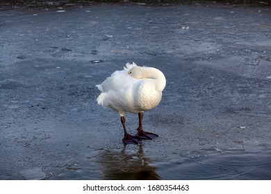 Hooper Swan Standing On Ice  And Resting Its Head And Neck On Its Back.