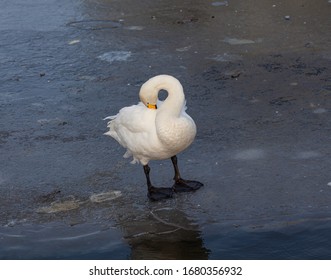 Hooper Swan Standing On Ice, Preening.