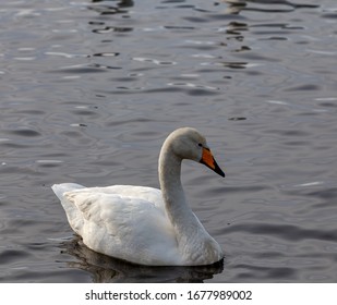 Hooper Swan Swimming. Looking Very Elegant.