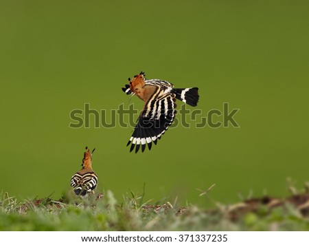 Hoopoe attack
Eurasian Hoopoe (Upupa epops) attacking