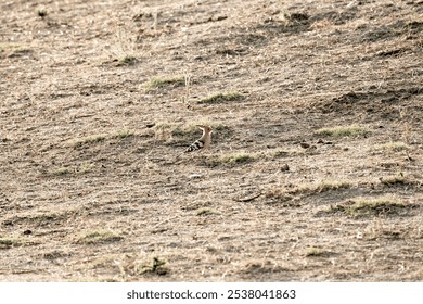 hoopoe bird animal camouflage Spain - Powered by Shutterstock