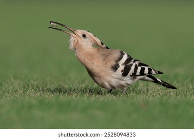 Hoopoe bird feeding on grubs. Green grass background. Beautiful orange and brown feathers with black stripes. - Powered by Shutterstock