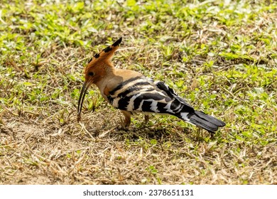 Hoopoe bird foraging for food on a green grass, Common Hoopoe or Upupa Epops, beautiful bird Find insects in the green field. - Powered by Shutterstock