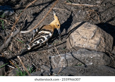 A hoopoe bird foraging on the ground among rocks and dry branches, showcasing its distinctive crest and plumage. - Powered by Shutterstock