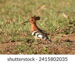 Hoopoe bird in South Africa