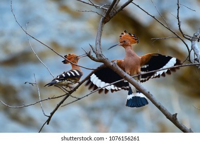 Hoopoe Birds Of Paradise Mating On Tree