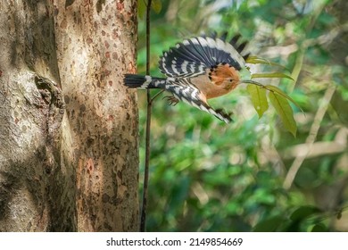 Hoopoe Birds Of Paradise Mating On Tree                               