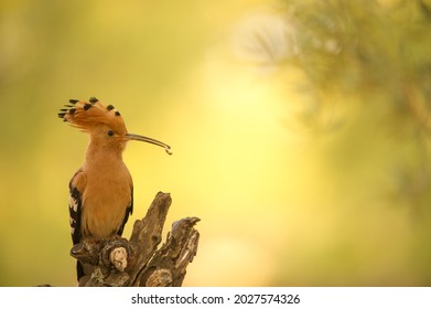 Hoopoe Feeding The Chicks In The Nest