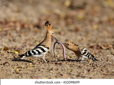 206 Hoopoe Eggs Images, Stock Photos & Vectors | Shutterstock