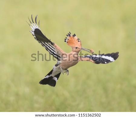 young hawfinch Environment