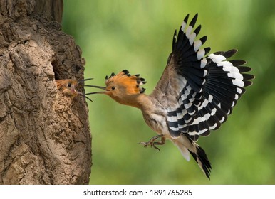 2,497 National bird israel Images, Stock Photos & Vectors | Shutterstock