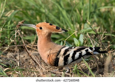 206 Hoopoe Eggs Images, Stock Photos & Vectors | Shutterstock