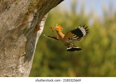 Hoopoe Upupa Epops - Flying Adult Bird	Feeding Young Hidden In The Tree Hole, Colorful, Natural Background, Close Up