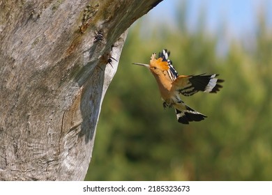 Hoopoe Upupa Epops - Flying Adult Bird	Feeding Young Hidden In The Tree Hole, Colorful, Natural Background, Close Up