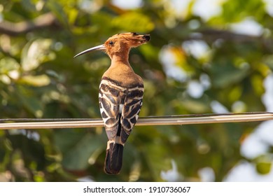 Hoopoe - Upupidae Beautiful Portrait