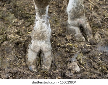 Hoops of cattle in mud