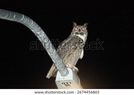 A hoot in the night