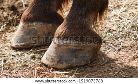 hooves close up. Hooves of a horse's legs in detail, caring for a horse's pet on a farm