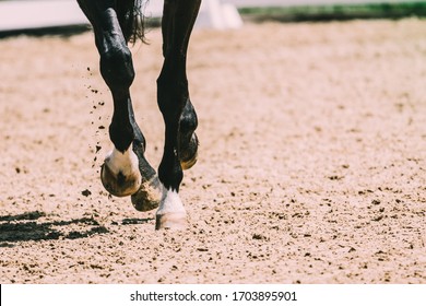 hooves of the dressage horse in motion