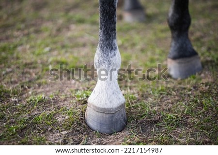 Hooves of a gray horse close-up. The animal stands on a green field.