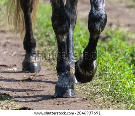 The hooves of a horse running on a dirt road.