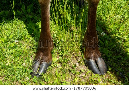 Hooves on a moose in a zoo