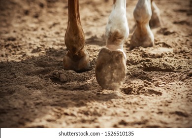 The Hooves Of A Sorrel Horse With White Spots On His Feet, Which Is Walking On A Sandy Field, Illuminated By Bright Sunlight.