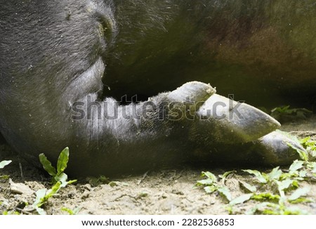 Hooves of a tapir (Tapirus bairdii) Tapiridae family. Amazonas, Brazil. Stock photo © 