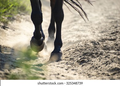 The hooves of walking horse in sand dust. Shallow DOF. - Powered by Shutterstock