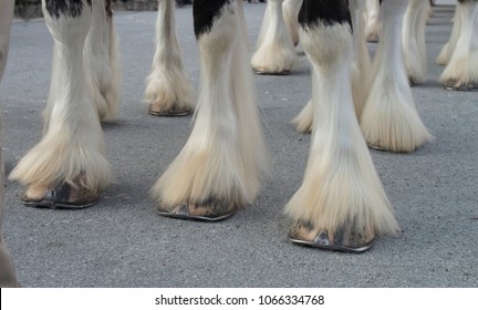 The Hooves of the world famos Budweiser Clydesdales ready for a parade in downtown Historic New Bern,North Carolina