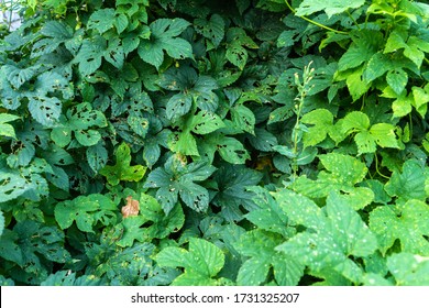 Hop Bushes Spoiled By Insect Parasites. Plant Disease.