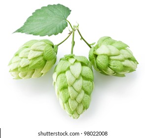 Hop cone with hop leaf on a white background. Beer ingredient.