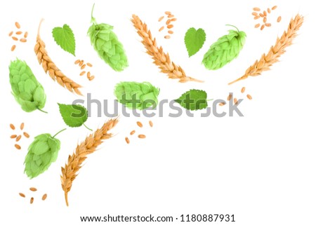 hop cones with ears of wheat isolated on white background with copy space for your text. Top view. Flat lay pattern