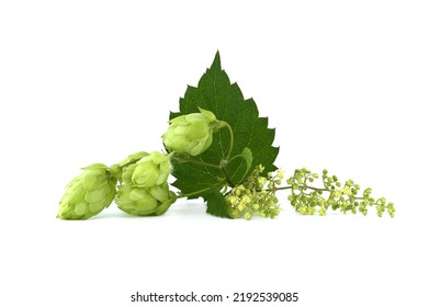 Hop cones and hop flowers on fresh green branch with leaf isolated on a white background
