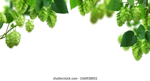 Hop cones and green leaves on white background. Beer brewing ingredients. Beer brewery concept. Panorama. Wide natural background. Fresh and Ripe Hops ready for harvesting. Hop plant close up.