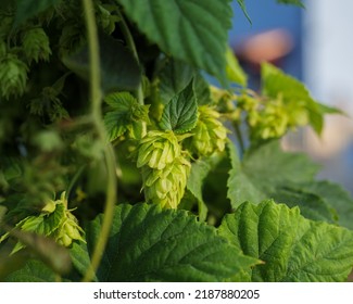 Hop cones grow on the stem of the plant in the light of the sunset