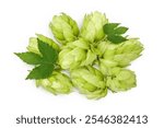 Hop cones isolated on white background. Beer brewing ingredients. Top view. Flat lay